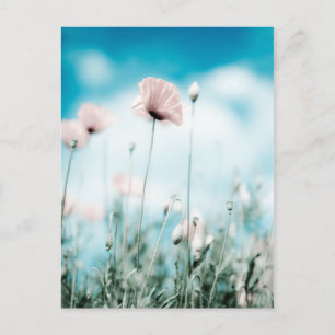 Poppy Flowers Postcard