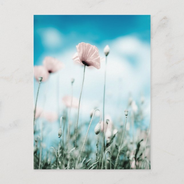 Poppy Flowers Postcard (Front)