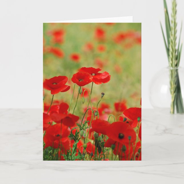 Poppy Greetings Card (Front)