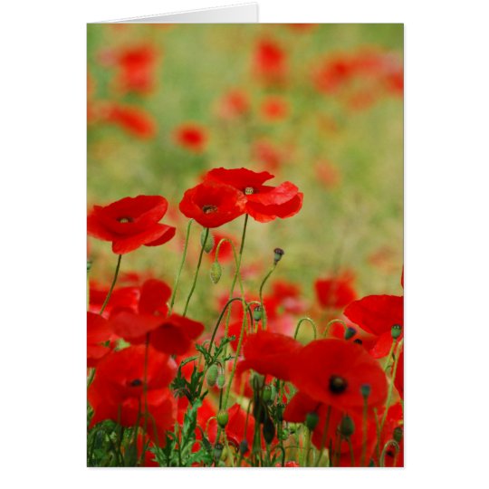 Poppy Greetings Card