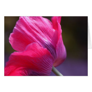 Poppy in a morning breeze