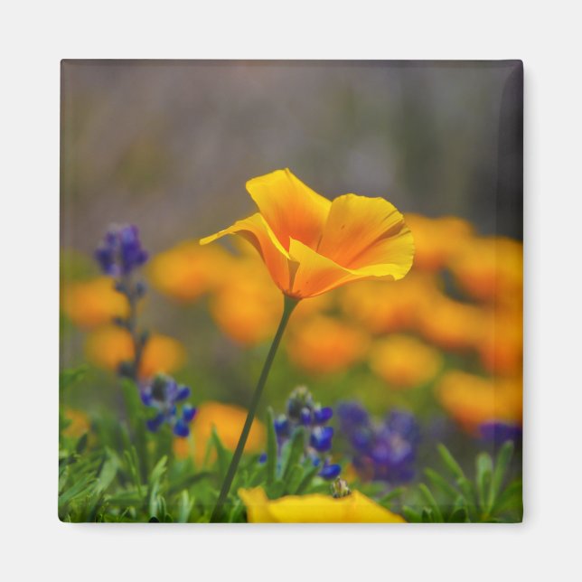 poppy love magnet (Front)