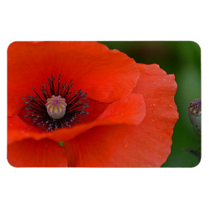 Poppy Magnet