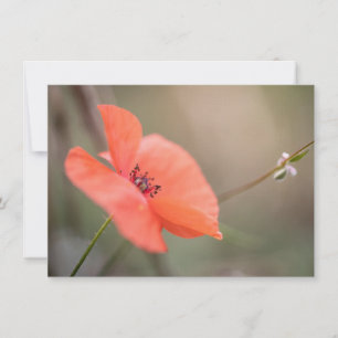Poppy Nature Photo Card