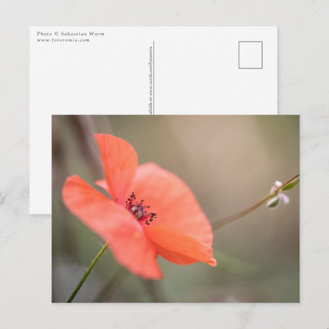 Poppy Nature Photo Postcard (Front/Back)