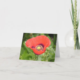 Poppy (Papaver somniferum) card