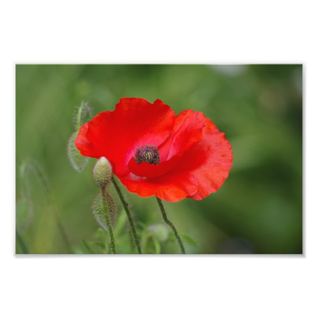 Poppy Photo Print (Front)