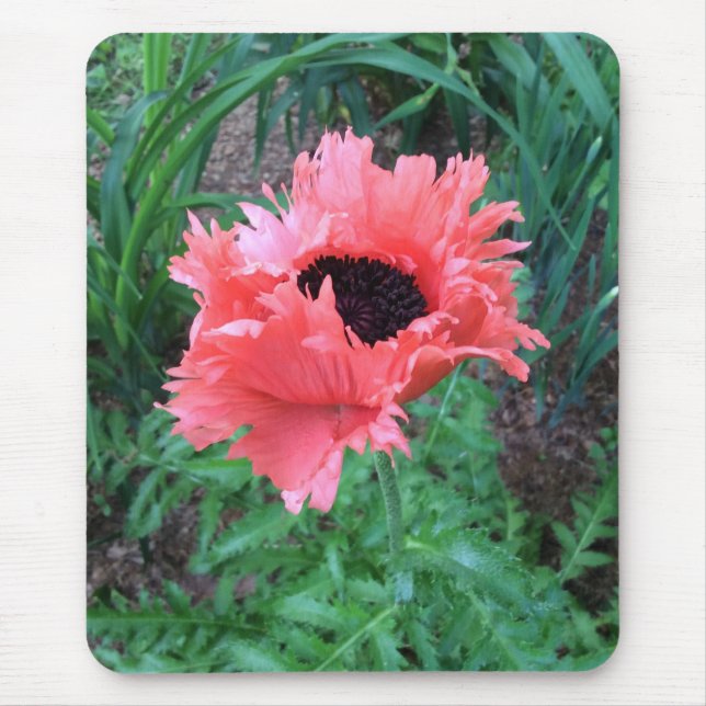 POPPY "Pink Ruffles" --- Mouse Pad (Front)