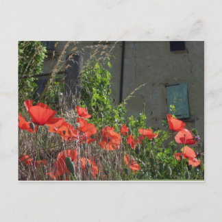 Poppy postcard