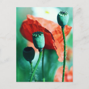 Poppy Postcard