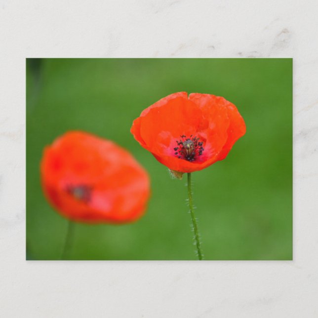 Poppy  postcard (Front)