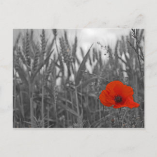 Poppy Postcard