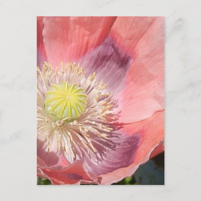 Poppy postcard (Front)