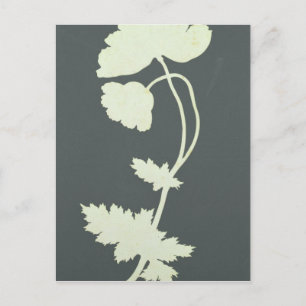 Poppy Postcard