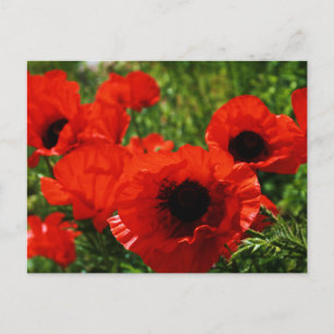 Poppy Postcard