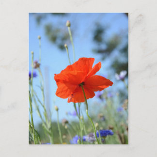 Poppy Postcard