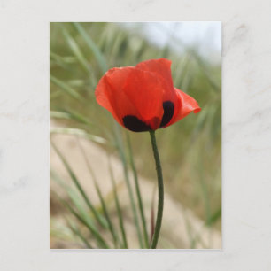 Poppy Postcard