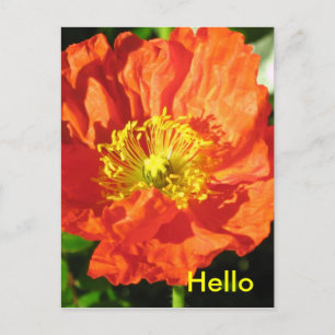 Poppy Postcard