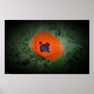 Poppy,  poster