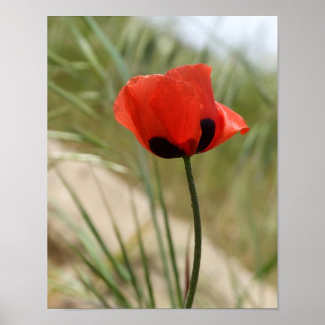 Poppy Poster (Front)