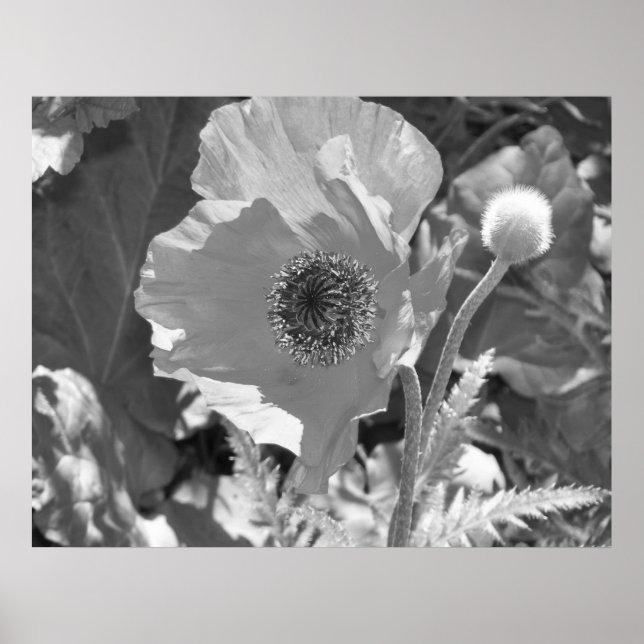 Poppy Poster (Front)