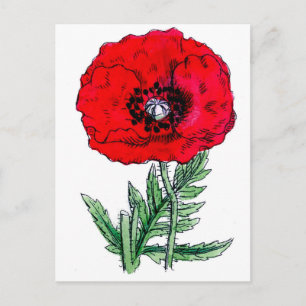 poppy red flowers vintage vines blossoms postcard