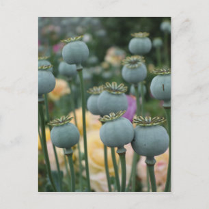Poppy Seed Heads Postcard
