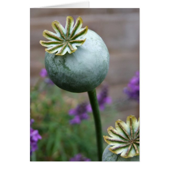 Poppy Seed Pods Card (Front)