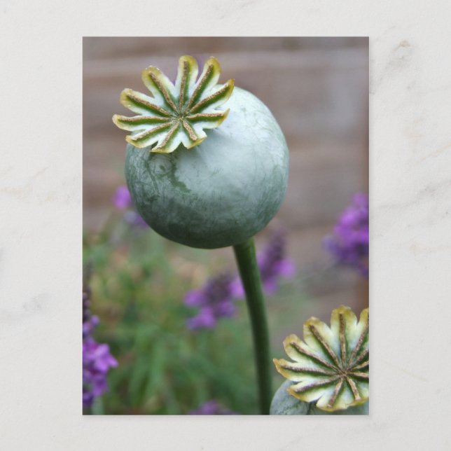 Poppy Seed Pods Postcard (Front)