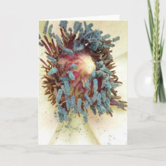 Poppy Stamens Card