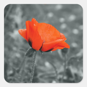 Poppy Sticker