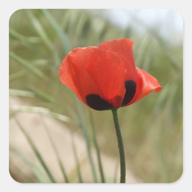 Poppy Stickers (Front)