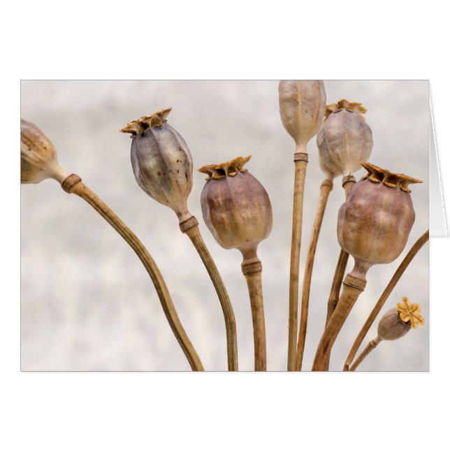 Poppy Straw Pods (Front Horizontal)