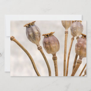 Poppy Straw Pods Invitation