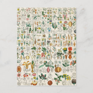 Poppy, Violet Plant Classifications Postcard