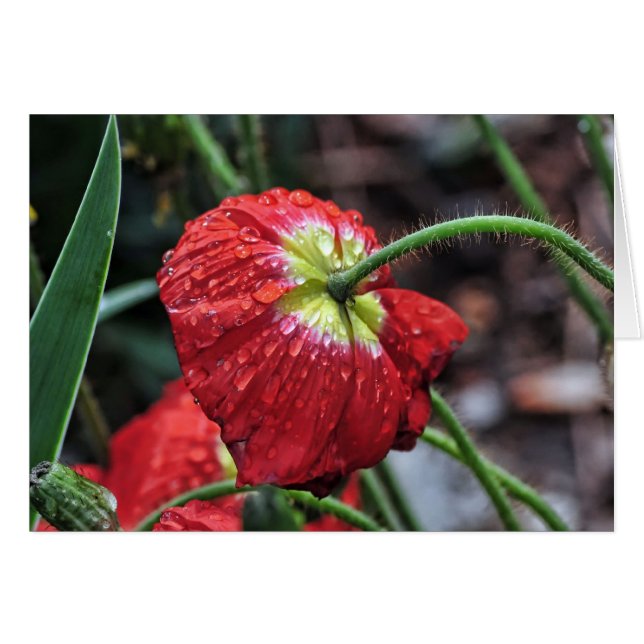 Poppy with Raindrops (Front Horizontal)