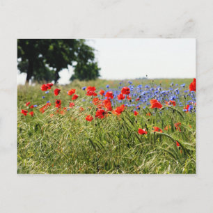 Poppyfield Postcard