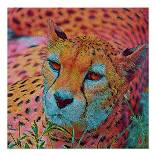 popular Animals - Cheetah Poster
