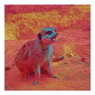 popular Animals - Meerkat Poster