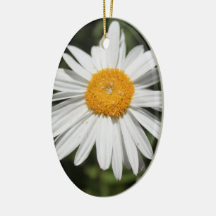 popular flower, pretty wild white daisy photograph ceramic ornament