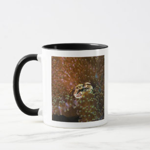 Porcelain crab in sea anemones, North Sulawesi Mug