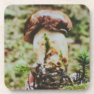 Porcini Mushroom in Swedish Forest Coaster