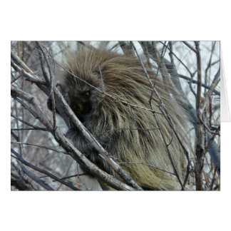 Porcupine