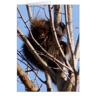 Porcupine Card
