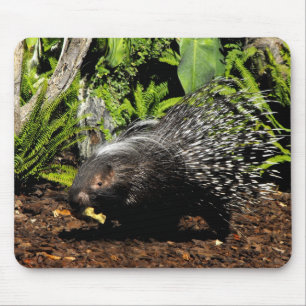 Porcupine feeding mouse pad