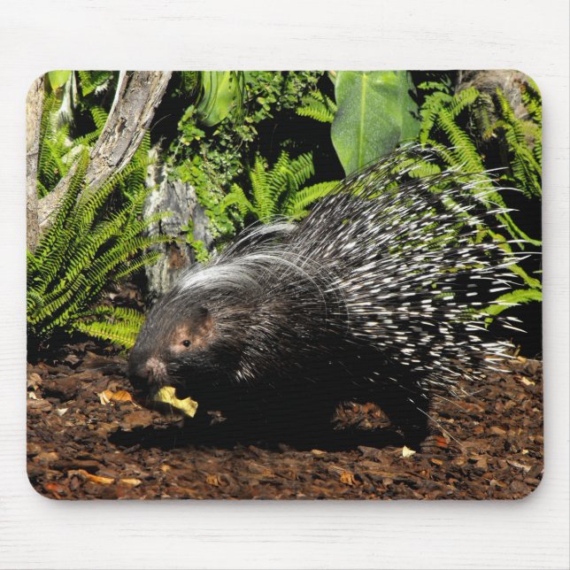 Porcupine feeding mouse pad (Front)