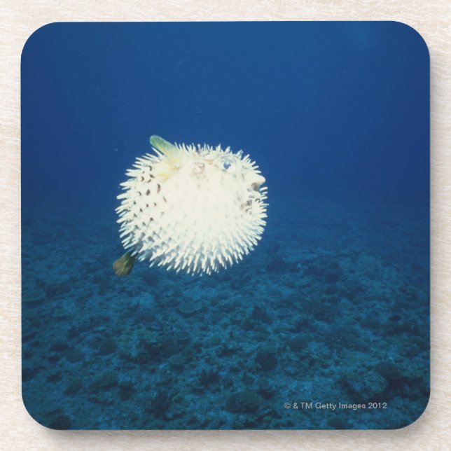 Porcupine Fish Coaster (Front)