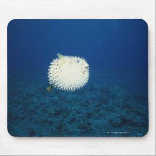 Porcupine Fish Mouse Pad