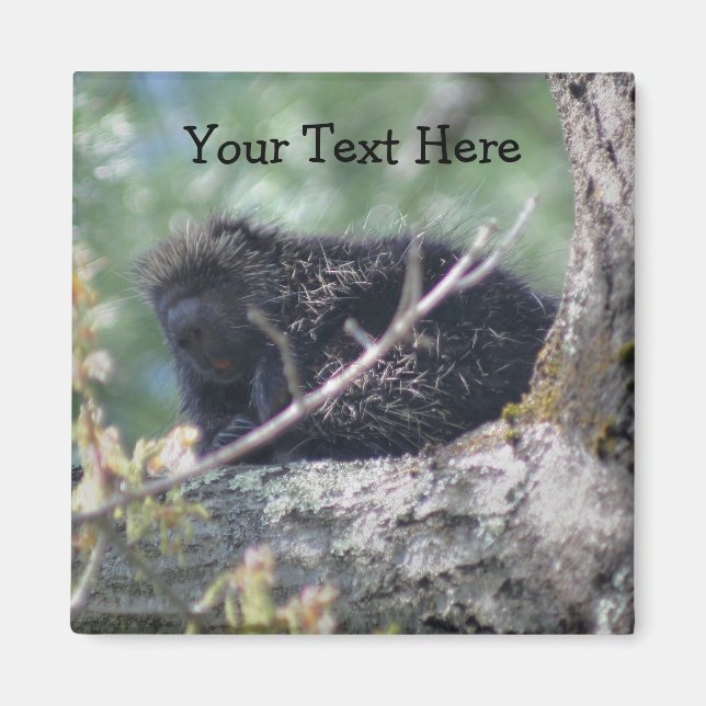 Porcupine In Tree Animal Nature Photo Magnet (Front)
