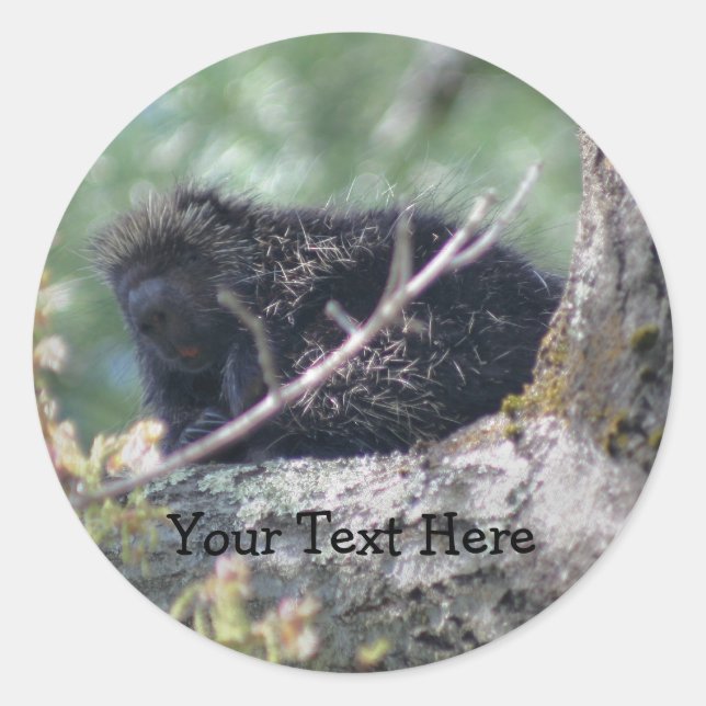 Porcupine In Tree Wildlife Animal Photo Sticker (Front)